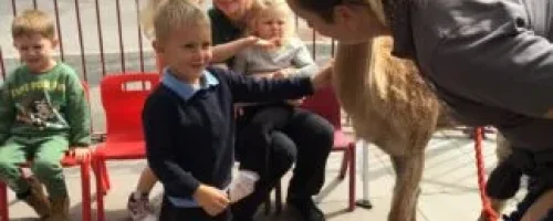 imgi_18_alpaca-4-323x430